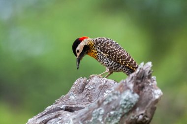 Green barred Woodpecker in forest environment, La Pampa province, Patagonia, Argentina. clipart