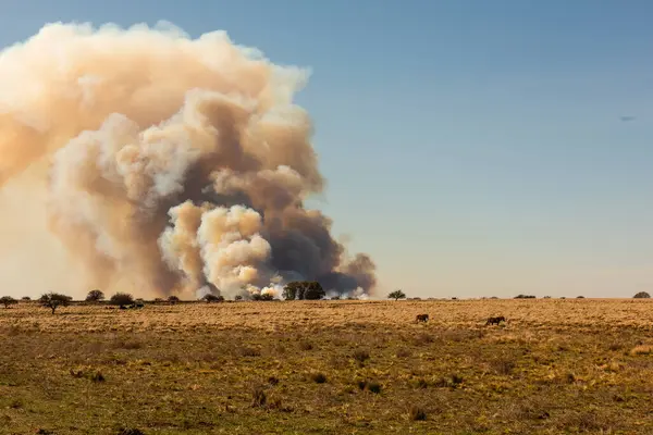 Grassland Fire Pampa Province Patagonia Argentina — Stock Photo, Image