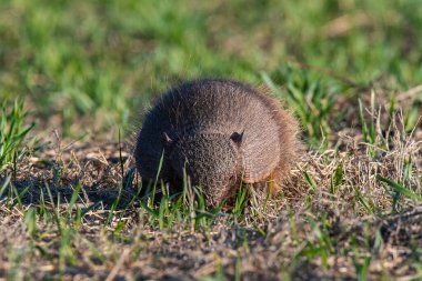 Armadillo Pampas kırsal kesiminde, La Pampa Eyaleti, Arjantin.