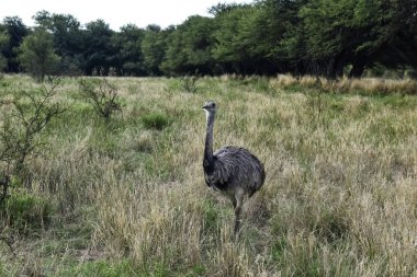 Büyük Rhea, Rhea americana, Calden Ormanı, La Pampa, Arjantin.