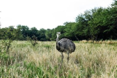 Büyük Rhea, Rhea americana Calden Ormanı, La Pampa, Arjantin.