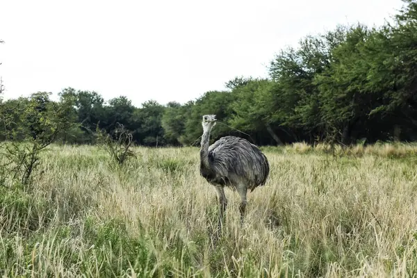 Greater Rhea Rhea Americana Calden Forest Environment Pampa Argentina — Stock Photo, Image