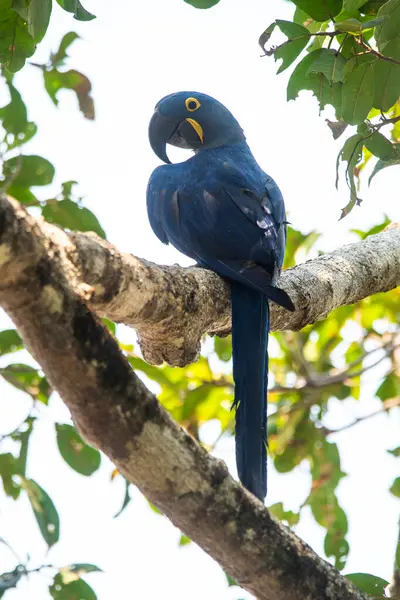Ormandaki Hyacinth Macaw Pantanal Ormanı Mato Grosso Brezilya — Stok fotoğraf