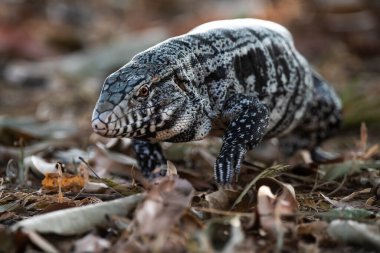 Black and white Tegu Lizard,Tupinambis merianae, Pantanal, Brazil clipart
