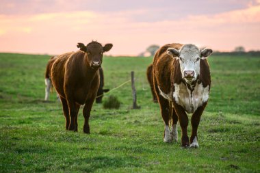 Pampas Kırsalında Sığırlar, Arjantin Et Üretimi, La Pampa, Arjantin.