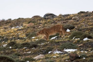 Puma dağ ortamında, Torres del Paine Ulusal Parkı, Patagonya, Şili.