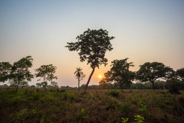 Pantanal Ormanı, Mato Grosso, Brezilya.