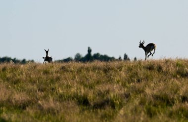 Female Blackbuck Antelope in Pampas plain environment, La Pampa province, Argentina clipart