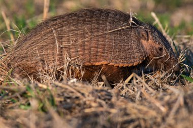 Armadillo Pampas kırsal kesiminde, La Pampa Eyaleti, Arjantin.