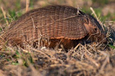 Armadillo in Pampas countryside environment, La Pampa Province, Argentina. clipart