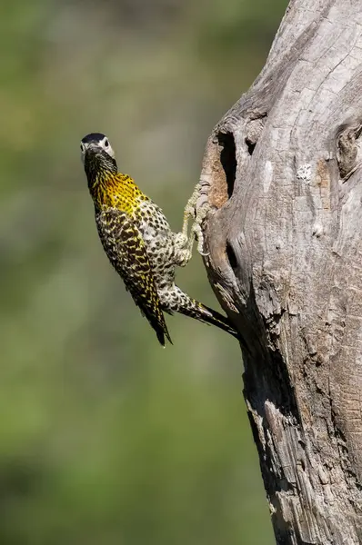 Green Barred Woodpecker Forest Environment Pampa Province Patagonia Argentina — Stok fotoğraf