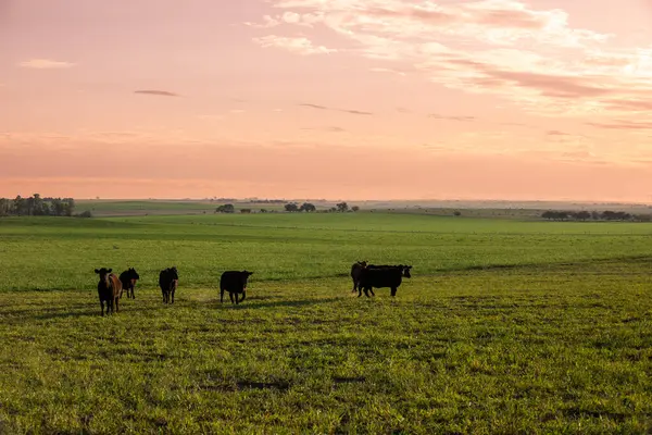 Cattle Pampas Countryside Argentine Meat Production Pampa Argentina — Stock Photo, Image