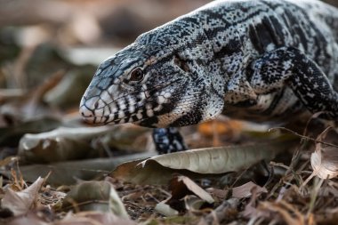 Siyah beyaz Tegu Kertenkelesi, Tupinambis merianae, Pantanal, Brezilya