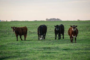 Pampas Kırsalında Sığırlar, Arjantin Et Üretimi, La Pampa, Arjantin.