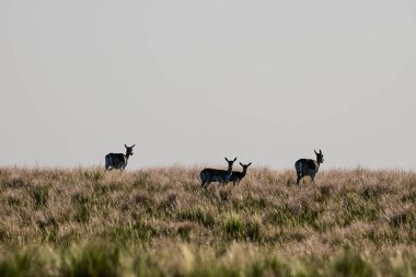 Female Blackbuck Antelope in Pampas plain environment, La Pampa province, Argentina