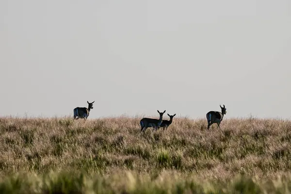 Female Blackbuck Antelope Pampas Plain Environment Pampa Province Argentina — Stock Photo, Image