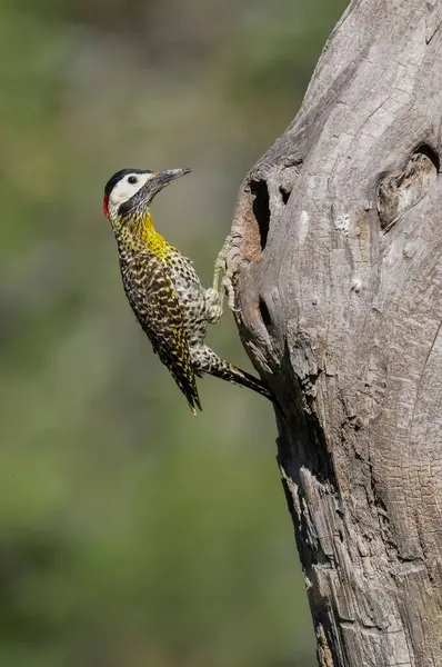 Green Barred Woodpecker Forest Environment Pampa Province Patagonia Argentina — Photo