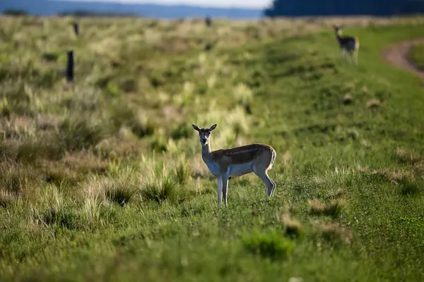 Female Blackbuck Antelope Pampas Plain Environment Pampa Province Argentina — Stockfoto
