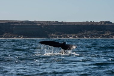Sohutern right whale tail, Peninsula Valdes, Chubut, Patagonia, Argentina clipart