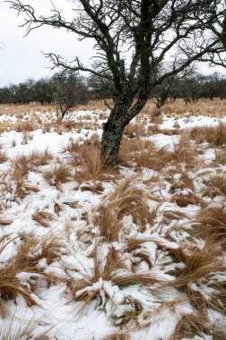 La Pampa, Patagonya, Arjantin 'deki Calden Ormanı' nda karlı bir manzara.