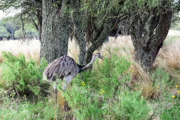 Greater Rhea Rhea Felicana Calden Forest Environment Pampa Argentina — стоковое фото