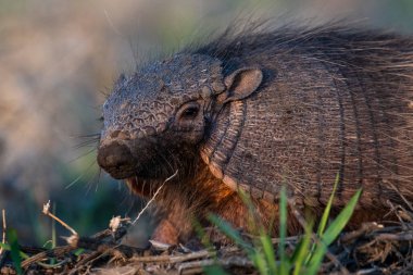 Armadillo Pampas kırsal kesiminde, La Pampa Eyaleti, Arjantin.