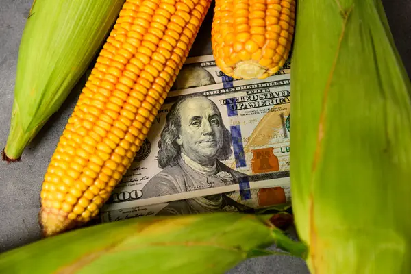 Dollars Maïskorrels Begrip Handel Graan Landbouw Stockfoto