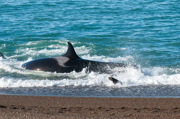 Ballena Asesina Orca Cazando Lobos Marinos Península Valdés Patagonia Argentina — Foto de Stock