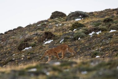 Puma dağ ortamında, Torres del Paine Ulusal Parkı, Patagonya, Şili.