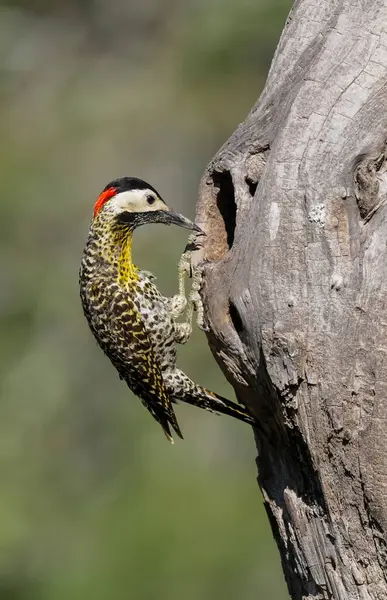 Green Barred Woodpecker Forest Environment Επαρχία Pampa Παταγονία Αργεντινή Φωτογραφία Αρχείου