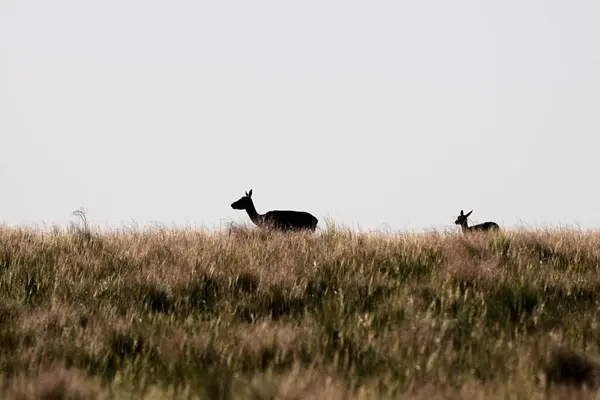 Female Blackbuck Antelope Pampas Plain Environment Pampa Province Argentina — Stock Photo, Image