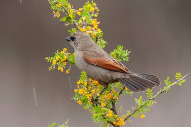 Calden Ormanı 'nda Bay winged Cowbird, La Pampa Eyaleti, Patagonya, Arjantin.