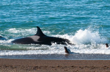 Katil Balina, Orca, deniz aslanı avlıyor, Yarımada Valdes, Patagonya Arjantin