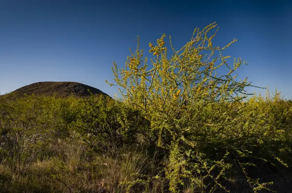 Kreosottenbusch Lihue Calel Nationalpark Pampa Argentinien — Stockfoto