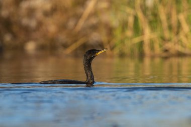 Neotropik Karabatak, La Estrella Marsh, Formosa Eyaleti, Arjantin.