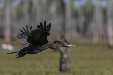 Neotropic Cormorant, La Estrella Marsh, Formosa Province, Argentina. clipart