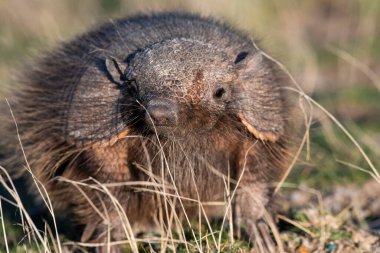 Kıllı Armadillo, çayırlık alanda, Yarımada Valdes, Patagonya, Arjantin