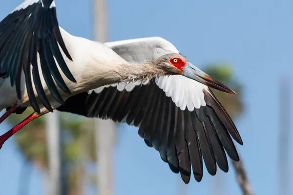 Maguari Stork Estrella Marsh Provincie Formosa Argentinië Stockafbeelding