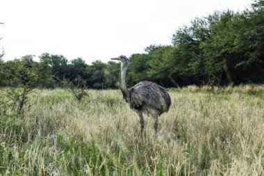 Büyük Rhea, Rhea americana Calden Ormanı, La Pampa, Arjantin.