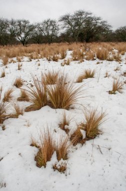 La Pampa, Patagonya, Arjantin 'deki Calden Ormanı' nda karlı bir manzara.