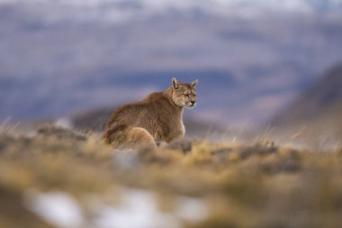 Cougar, Torres del Paine Ulusal Parkı, Patagonya, Şili