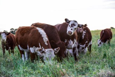 Pampas Kırsalında Sığırlar, Arjantin Et Üretimi, La Pampa, Arjantin.