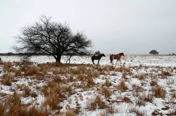 Χιονισμένο Τοπίο Στο Αγροτικό Περιβάλλον Pampa Παταγονία Αργεντινή Royalty Free Φωτογραφίες Αρχείου