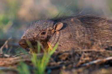 Armadillo Pampas kırsal kesiminde, La Pampa Eyaleti, Arjantin.