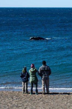 Balinaları izleyen turistler, Doradillo Sahili, Chubut, Patagonya, Arjantin.