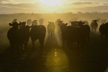 Cattle in the Pampas Countryside, Argentine meat production, La Pampa, Argentina. clipart