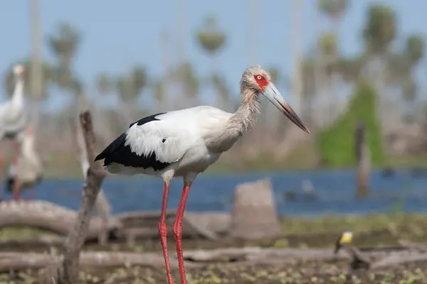 Maguari Stork Estrella Marsh Formosa Province Argentina — Stock Photo, Image