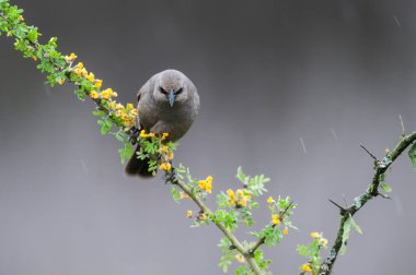 Calden Ormanı 'nda Bay winged Cowbird, La Pampa Eyaleti, Patagonya, Arjantin.