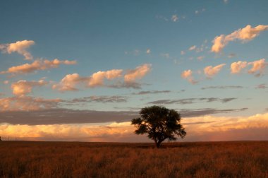 Pampas ağacı manzarası, La Pampa ili, Patagonya, Arjantin.