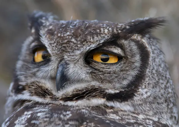 Great Horned Owl Bubo Virginianus Nacurutu Peninsula Valdes Παταγονία Αργεντινή — Φωτογραφία Αρχείου
